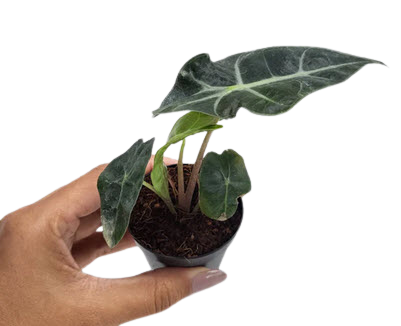 2" Alocasia Polly